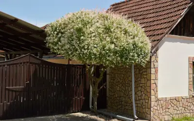 Wierzba na pniu, kwitnąca obficie białymi kwiatami, rośnie obok kamiennej ściany domu i ciemnej bramy.