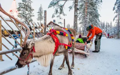 Renifer w uprzęży czeka na przejażdżkę w Rovaniemi, stolicy Laponii. Dziecko w saneczkach i mężczyzna w pomarańczowej kurtce.