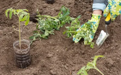 Sadzonki pomidorów gotowe do posadzenia. Czas pomyśleć, kiedy siać pomidory pod folie, by cieszyć się plonami.