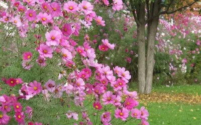 Un massif de fleurs cosmos roses et fuchsia éclate de couleurs, évoquant un fragment de cosmos dans un jardin paisible.