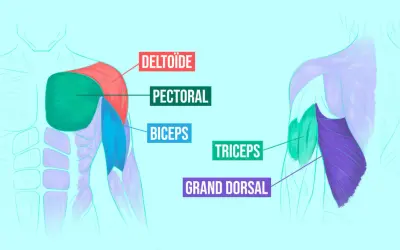 Anatomie des muscles du torse et du bras. Les pompes sollicitent le pectoral, le deltoïde, le triceps et le grand dorsal.