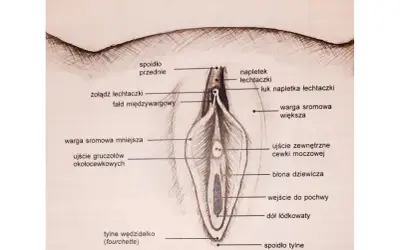Ilustracja przedstawia budowę łechtaczki i okolic, z zaznaczonym napletkiem, żołędzią, wargami sromowymi i innymi elementami anatomicznymi.