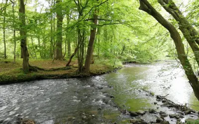 Ein rauschender Bach schlängelt sich durch einen grünen Wald. Perfekt für eine Wanderung in der Nähe des Altenberger Doms.