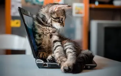 Mały, pręgowany kotek siedzi na otwartym laptopie, jakby był jednym z tych znanych kotów z internetu.