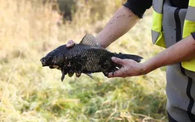 Osoba w kamizelce ratunkowej trzyma w błocie karpia, przygotowując się do tarła.
