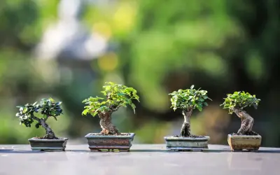 Cztery miniaturowe drzewka bonsai, każdy w ozdobnej doniczce, prezentują sztukę ich pielęgnacji na tle zieleni.