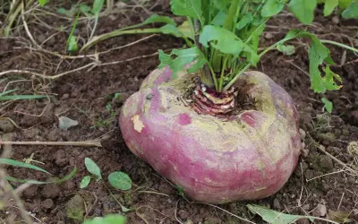 Eine große, runde rote Bete wächst im Boden, mit grünen Blättern, die aus der Mitte ragen.
