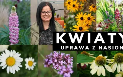 Kiedy siać kwiaty wieloletnie, aby uniknąć nieudanych plonów?