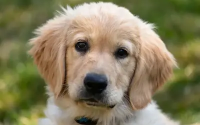 Portret szczeniaka golden retrievera z jasnym futrem i ciemnymi oczami na tle zieleni.