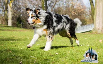 Ein Australian Shepherd mit ausgeprägtem Jagdtrieb rennt über eine grüne Wiese.