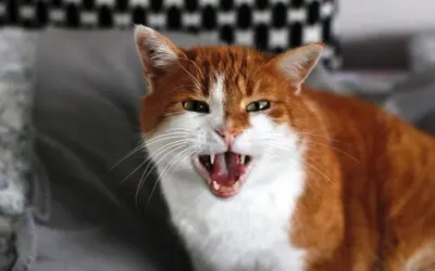 Gros plan sur un chat roux et blanc avec la gueule ouverte, montrant ses crocs. On dirait qu'il est en train de grogner.