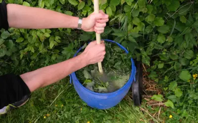Hände rühren mit einem Holzstab in einem blauen Eimer voller Brennnesseln und Wasser. So wird Brennnesseljauche angesetzt.