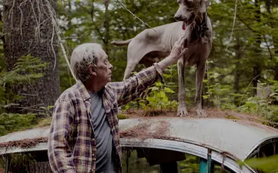 A man pets a Weimaraner standing on a rusted car roof in a forest, a scene reminiscent of William Wegman's most famous photos.