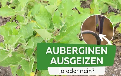 Grüne Auberginepflanze mit Text "AUBERGINEN AUSGEIZEN". Nahaufnahme zeigt junge Triebe, die ausgegeizt werden könnten.