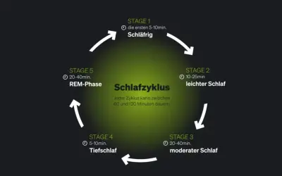Schema des Schlafzyklus mit Phasen: Schläfrig, leichter Schlaf, moderater Schlaf, Tiefschlaf und REM-Phase. Ein Zyklus dauert 60-120 Minuten.