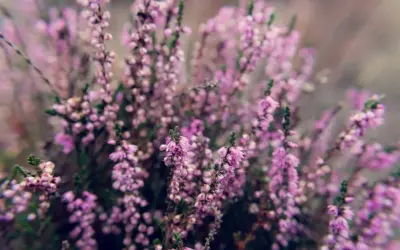 Los mejores arbustos con flores moradas para tu jardín en Austin