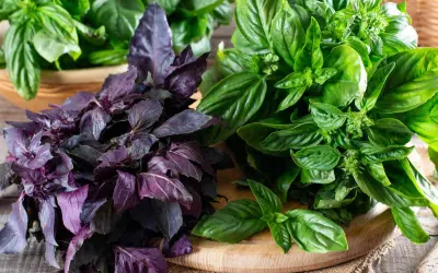 Deux bouquets de basilic, l'un pourpre et l'autre vert, sur une planche en bois. Le basilic africain est connu pour ses nombreux bienfaits.