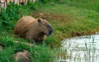 Kapibara odpoczywa na trawie przy wodzie. Jej cena jest nieznana, ale widok jest bezcenny.