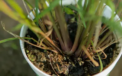 Close-up of a potted lemongrass plant, showing its thick, reddish stalks and green leaves emerging from dark soil.
