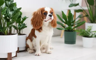 Uroczy piesek Cavalier King Charles Spaniel siedzi wśród roślin doniczkowych. Czy fikus jest trujący dla psa? Ta roślina na zdjęciu nie jest fikusem.