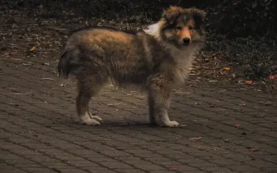 Pies rasy collie stoi na chodniku. Może czuć bulgotanie w brzuchu i wodnistą biegunkę, dlatego wygląda na zmartwionego.