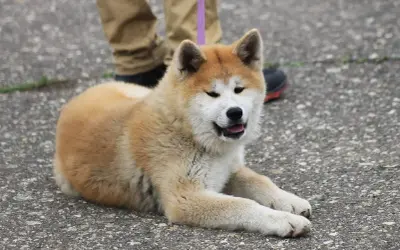 Un perro parecido al husky, con pelaje dorado y blanco, descansa en el asfalto.