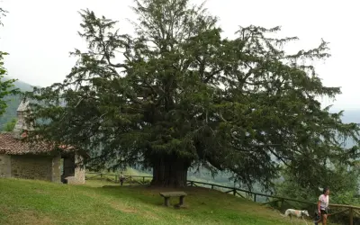 Un majestuoso tejo, árbol milenario, se alza junto a una ermita de piedra. Una mujer pasea con su galgo por el prado.