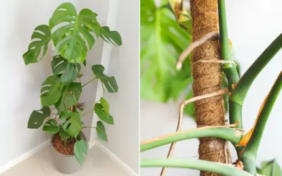 Monstera na paliku kokosowym. Czy można obcinać korzenie monstery? Pielęgnacja tej rośliny jest prosta.