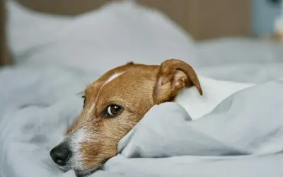 Smutny piesek leży na łóżku, zastanawiając się, dlaczego sika na łóżko.