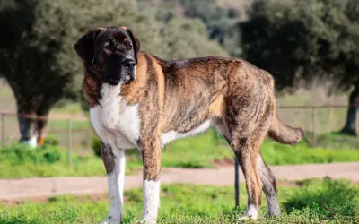 Majestuoso rafeiro do alentejo, con su pelaje atigrado y blanco, posa en un campo verde.