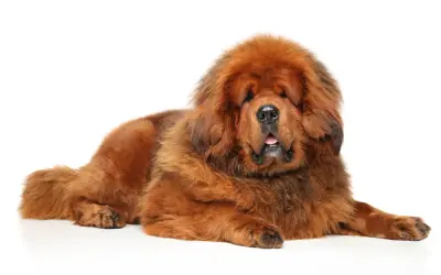 Un imposant dogue du Tibet, impressionnant par sa taille et sa fourrure épaisse, repose paisiblement sur un fond blanc.