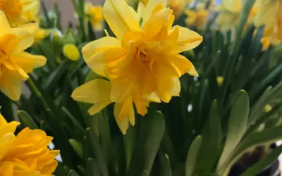 Gula påskliljor i en närbild, en blomma i fokus som en intim tete a tete med betraktaren.