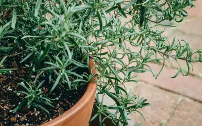 En frodig rosmarinplanta i en terrakottakruka, redo att odla för härliga smaker.