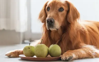Złoty retriever leży obok talerzyka z gruszkami, zastanawiając się, czy pies może jeść gruszkę.