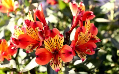 En vacker alstroemeria i kruka, med sina flammande orange och gula kronblad, lyser upp i solljuset.