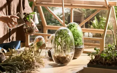 Mani che curano piantine in una miniserra di legno. Vasi trasparenti con piante rigogliose e fiori secchi creano un angolo verde.