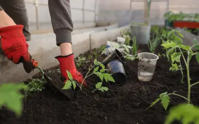 Plantation de jeunes plants dans une serre enterrée. Des mains gantées utilisent une petite pelle pour planter des tomates dans la terre riche.