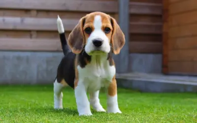 Uroczy mały piesek beagle, idealny towarzysz dla dzieci, stoi na zielonej trawie.