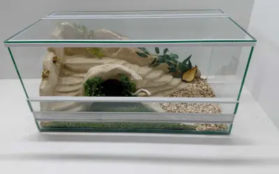 Szklane terrarium z piaskiem, kryjówką, zielenią i korą dla żółwia.