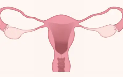 Anatomia układu rozrodczego kobiety. Warto pamiętać o potencjalnych duphaston skutki uboczne.