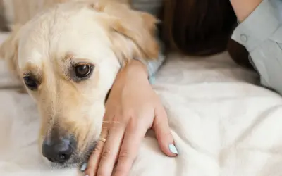 Złoty retriever kładzie głowę na dłoni właścicielki, jak pies przeprasza. Jego oczy wyrażają smutek i nadzieję na przebaczenie.