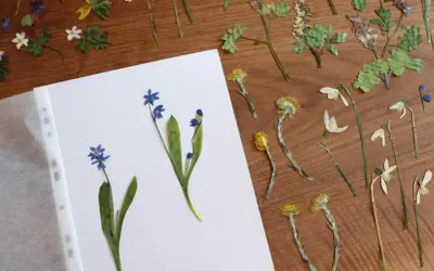 Getrocknete Blumen, bereit für ein Herbarium. Blaue Scilla und gelbe Blüten auf Holz.