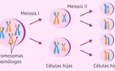 Ilustración de la meiosis, mostrando la división de cromosomas homólogos y la formación de células hijas. El cromosoma masculino se representa con un par de cromosomas X e Y.