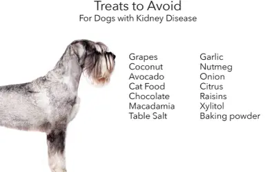 A schnauzer stands beside a list of foods to avoid for dogs with kidney disease, including grapes, chocolate, and garlic.