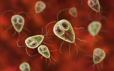 Widok mikroskopowy pasożytów Giardia lamblia, które mogą być obecne w kale. Mają kształt gruszki i cztery pary wici.