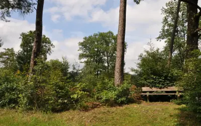 Holzbank am Hexenweg Friesenhagen, umgeben von üppigem Grün und hohen Bäumen. Ein friedlicher Ort zum Ausruhen.