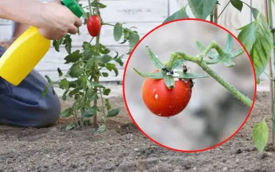 Ochrona pomidorów przed mszycami. Miedzian na pomidory w akcji, ratuje dojrzewający owoc przed szkodnikami.