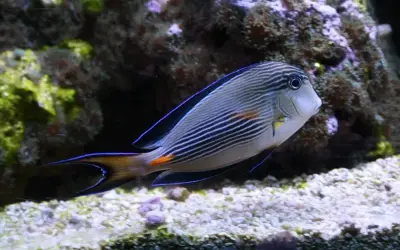Ryba w paski z niebieską obwódką płetw, pływająca w akwarium. Sprawdź oceanarium Jastrzębia Góra cennik.