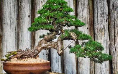 Un bonsaï pin aux branches courbées et au tronc noueux, dans un pot en terre cuite, sur fond de bois vieilli.