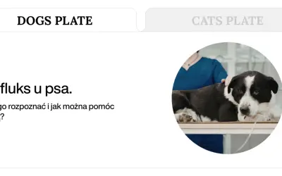 Pies z refluksem leży na stole weterynaryjnym, podłączony do kroplówki.